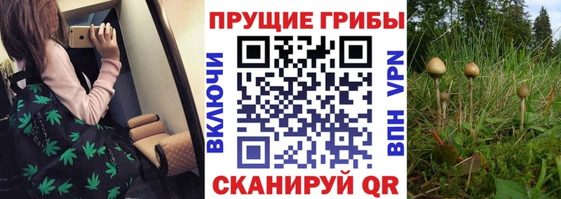 Псилоцибиновые грибы прущие грибы  наркота  Ликино-Дулёво 